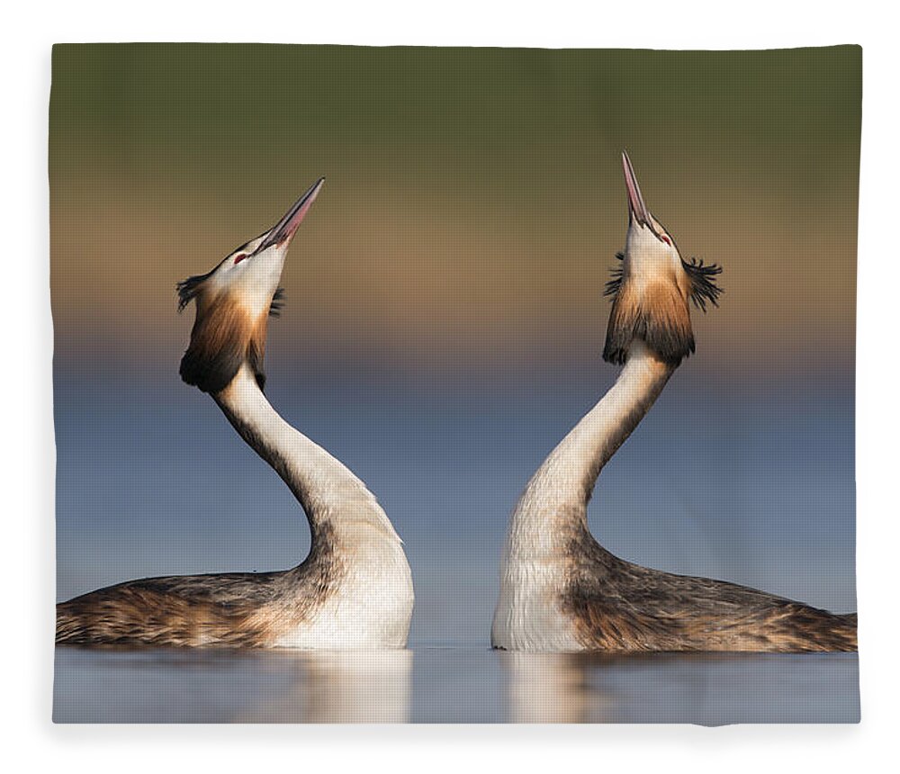 Nis Fleece Blanket featuring the photograph Great Crested Grebes Courting by Franka Slothouber