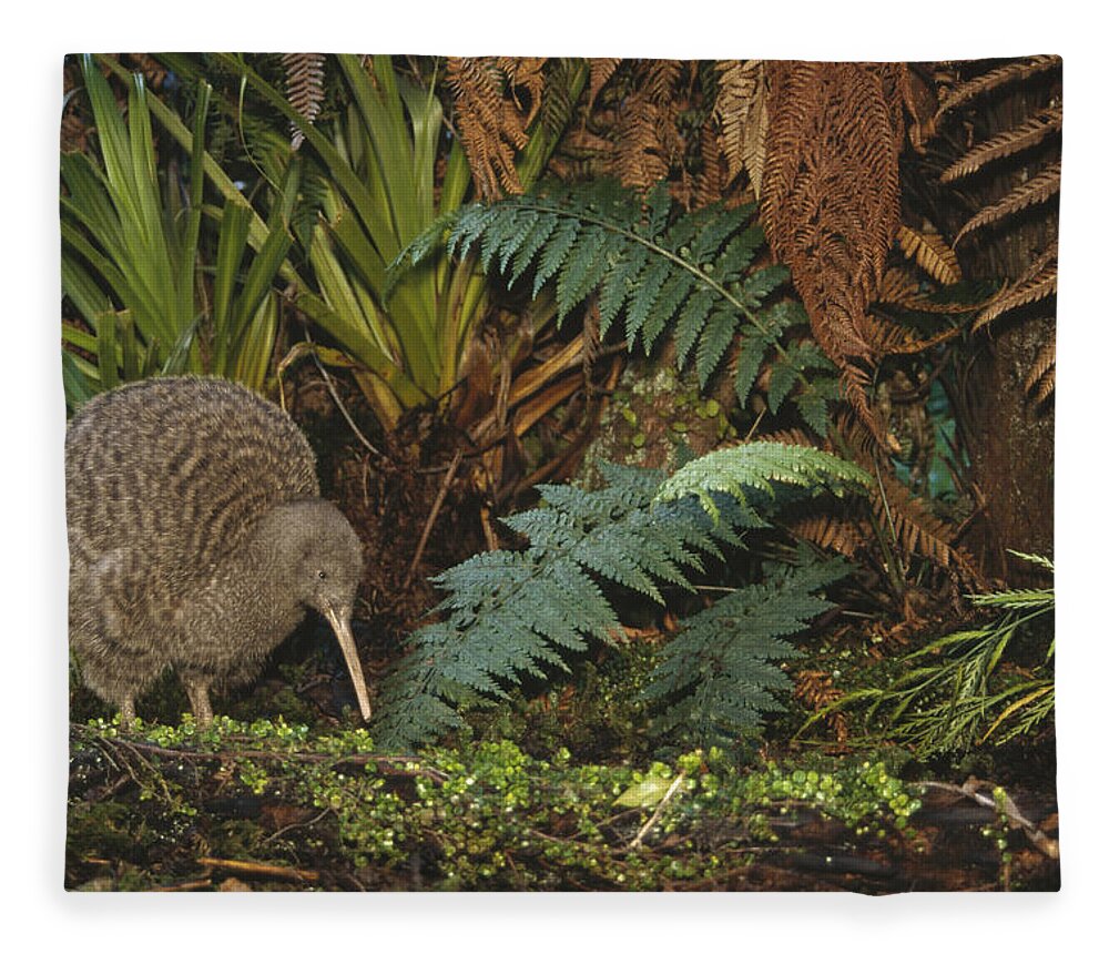 Feb0514 Fleece Blanket featuring the photograph Great Spotted Kiwi Male In Rainforest by Tui De Roy