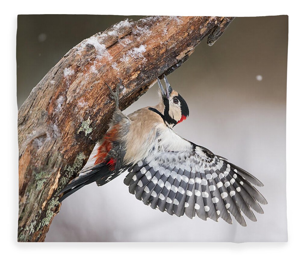 Nis Fleece Blanket featuring the photograph Great Spotted Woodpecker Male Sweden by Franka Slothouber