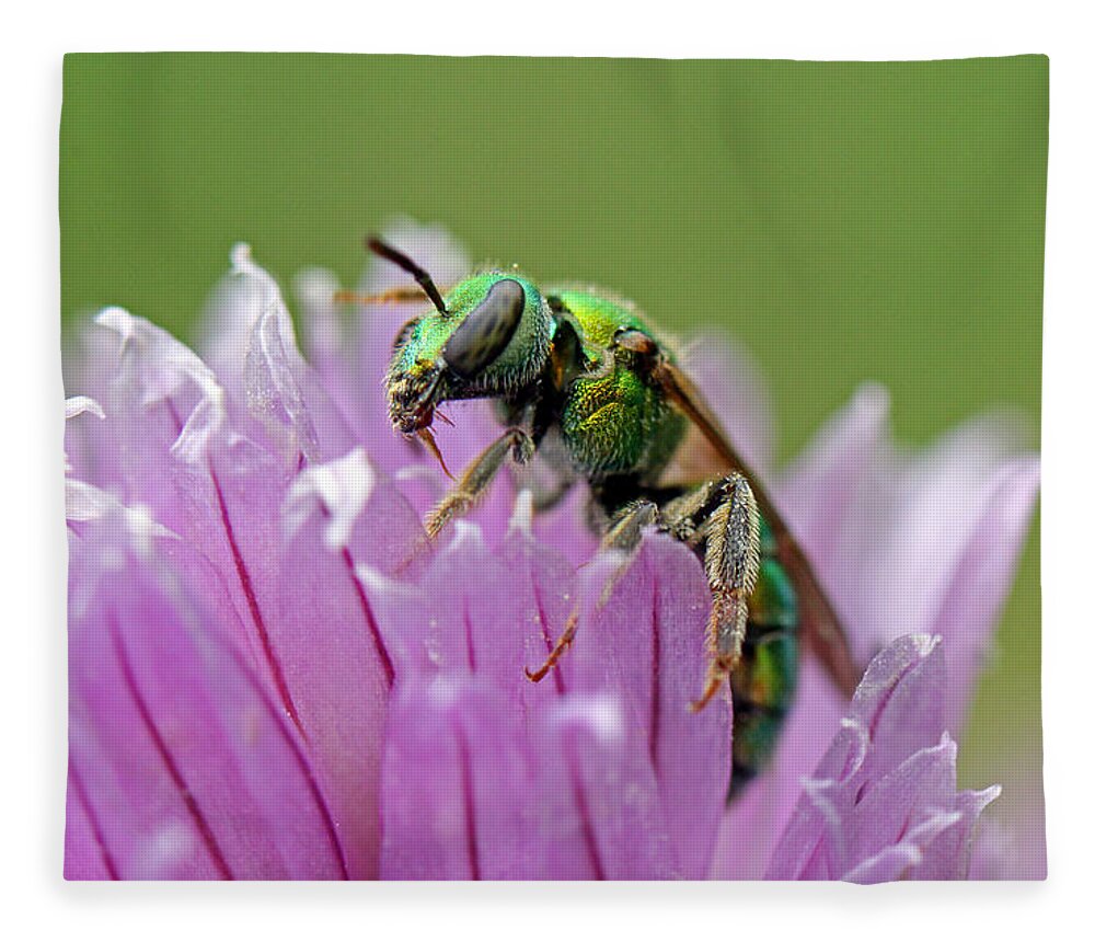 Insects Fleece Blanket featuring the photograph Green Envy by Jennifer Robin