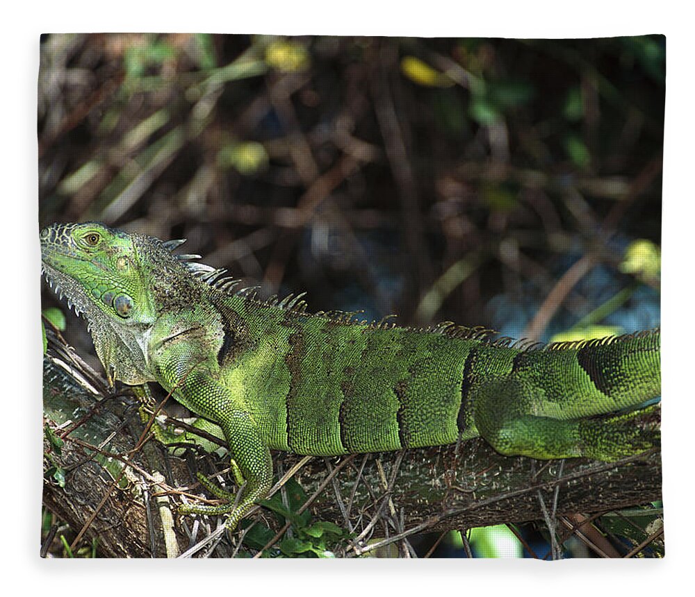 Feb0514 Fleece Blanket featuring the photograph Green Iguana Female Central America by Konrad Wothe