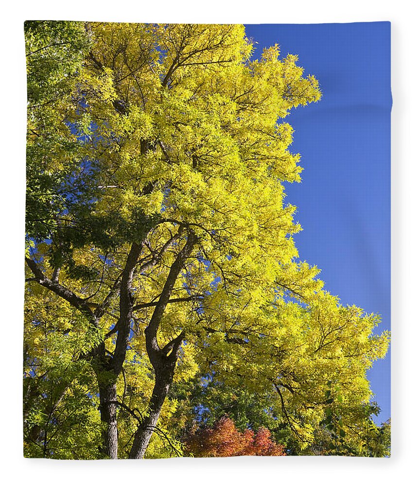 Autumn Fleece Blanket featuring the photograph Green Orange Yellow and Blue by James BO Insogna