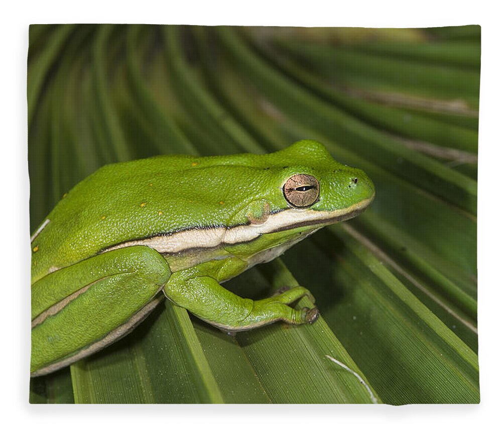 Pete Oxford Fleece Blanket featuring the photograph Green Tree Frog Little St Simons Island by Pete Oxford