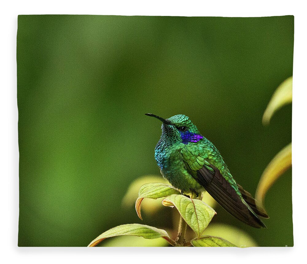 Bird Fleece Blanket featuring the photograph Green Violetear Hummingbird by Heiko Koehrer-Wagner