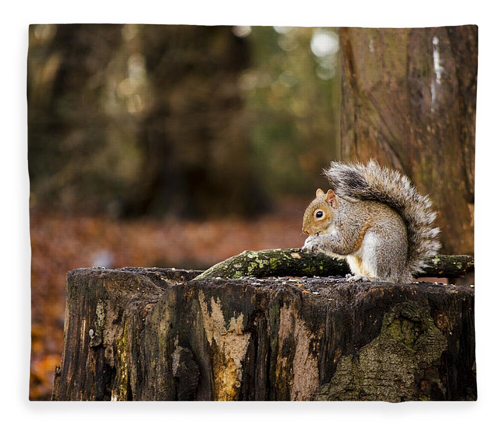 Squirrel Fleece Blanket featuring the photograph Grey Squirrel on a Stump by Spikey Mouse Photography