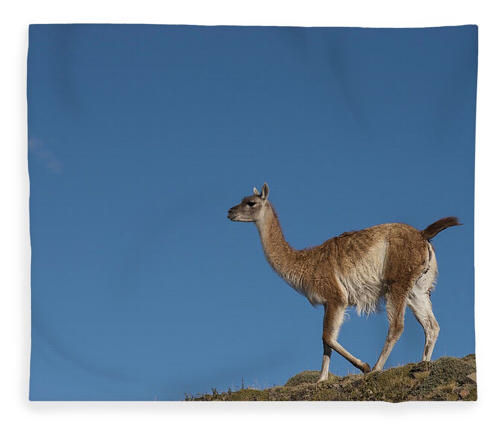 Pete Oxford Fleece Blanket featuring the photograph Guanaco Torres Del Paine Np Patagonia by Pete Oxford