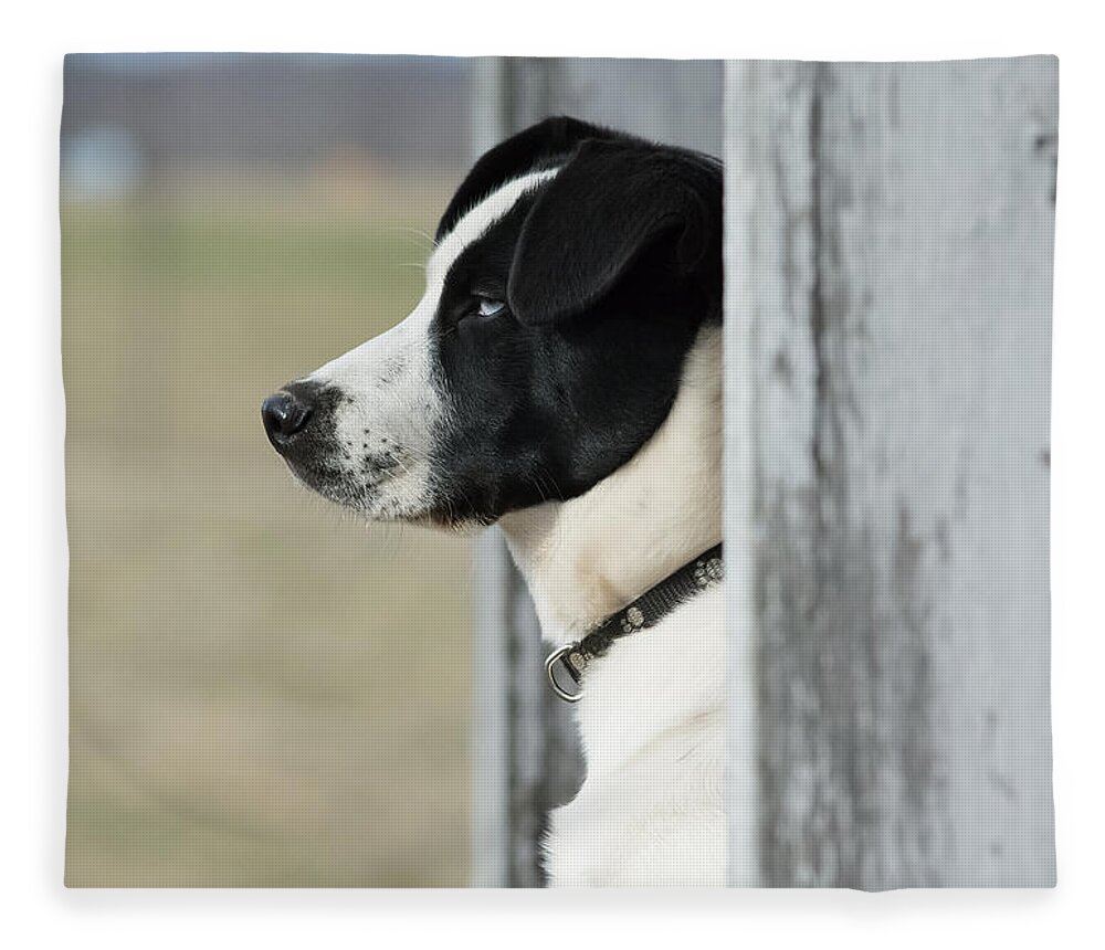 Pet Fleece Blanket featuring the photograph Guard Dog by Holden The Moment