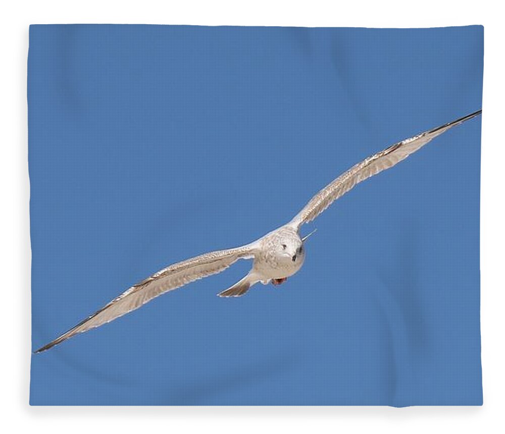 Sea Fleece Blanket featuring the photograph Gull in Flight - 2 by Christy Pooschke