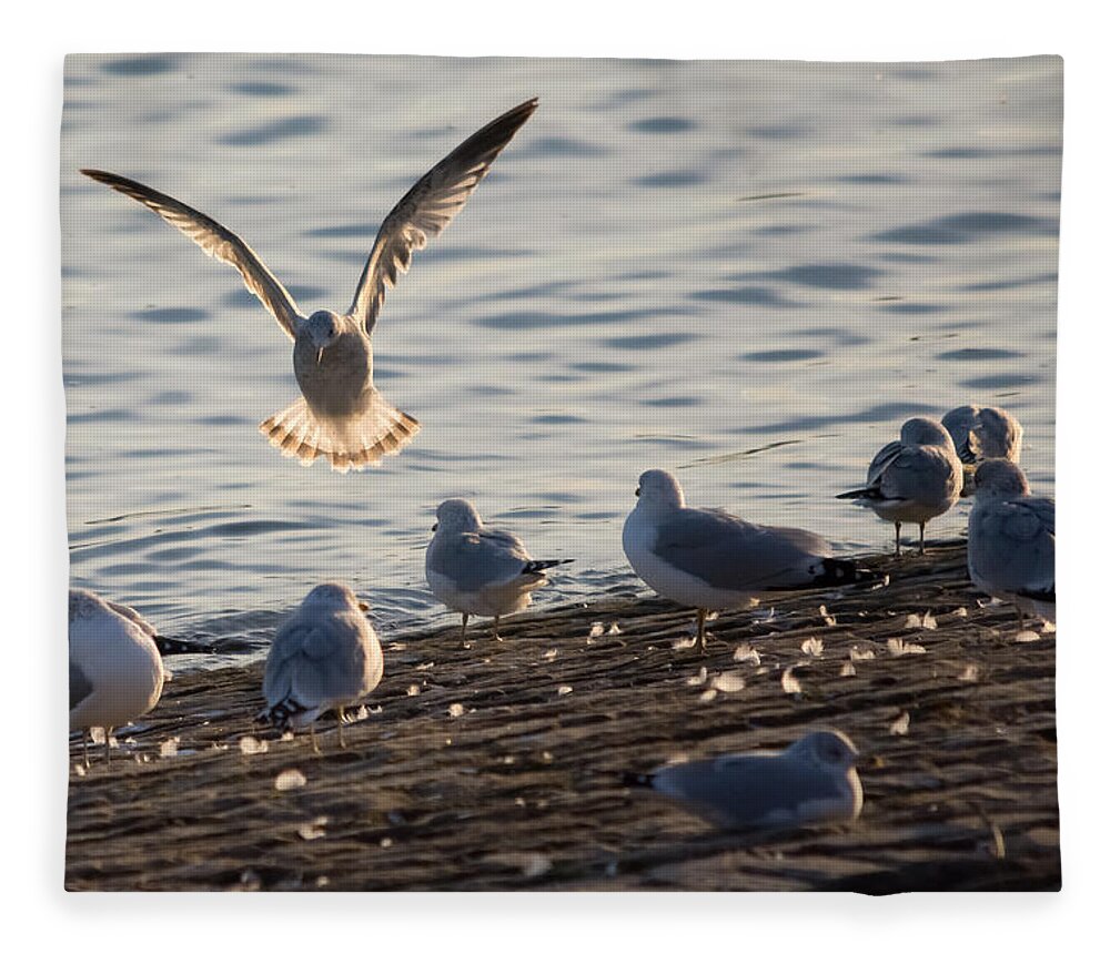 Gull Fleece Blanket featuring the photograph Gull Landing in Marietta by Holden The Moment