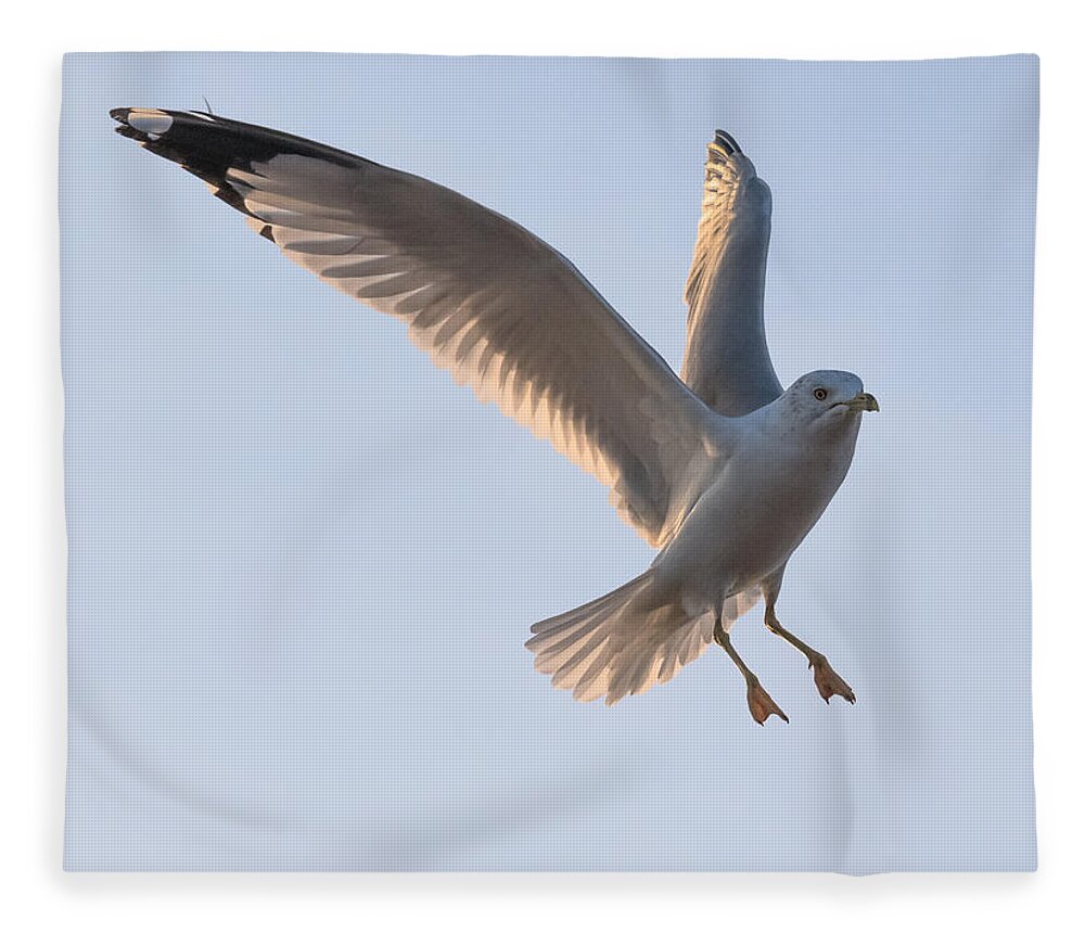 Gull Fleece Blanket featuring the photograph Gull Ready to Land by Holden The Moment