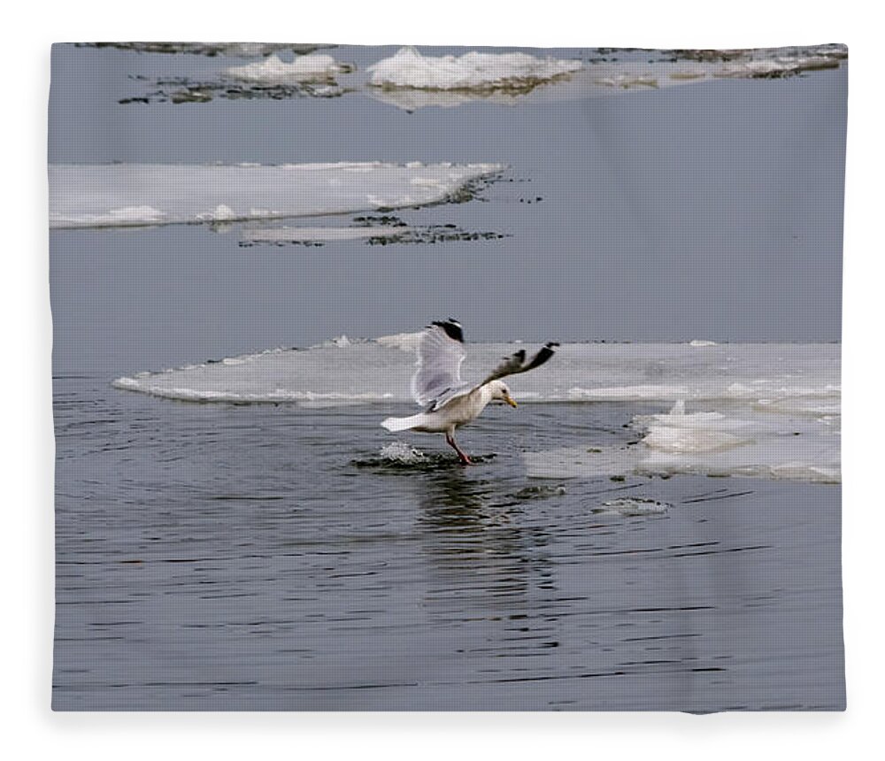 Gull Fleece Blanket featuring the photograph Gull Standing On Thin Ice by Holden The Moment