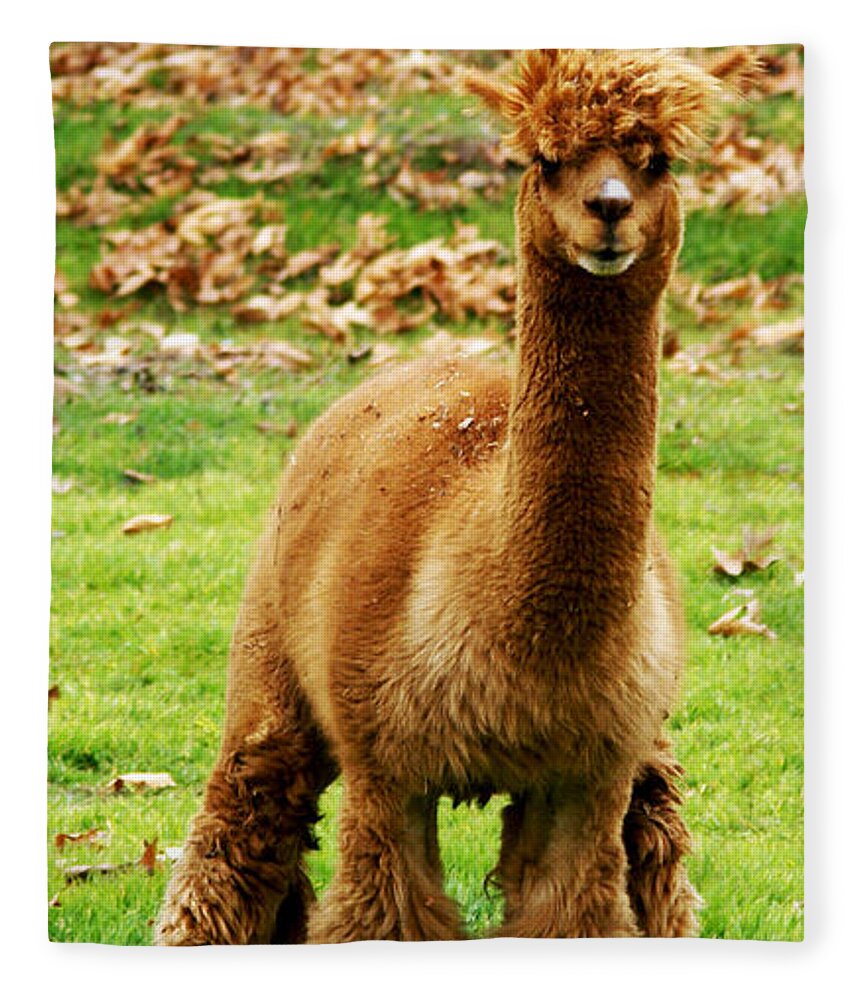 Hairy Brown Gumby AKA Brown Alpaca Fleece Blanket