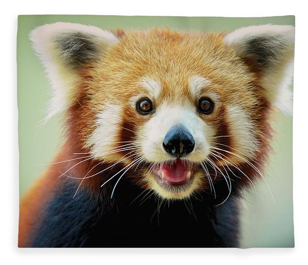 Panda Fleece Blanket featuring the photograph Happy Red Panda by Aaronchengtp Photography