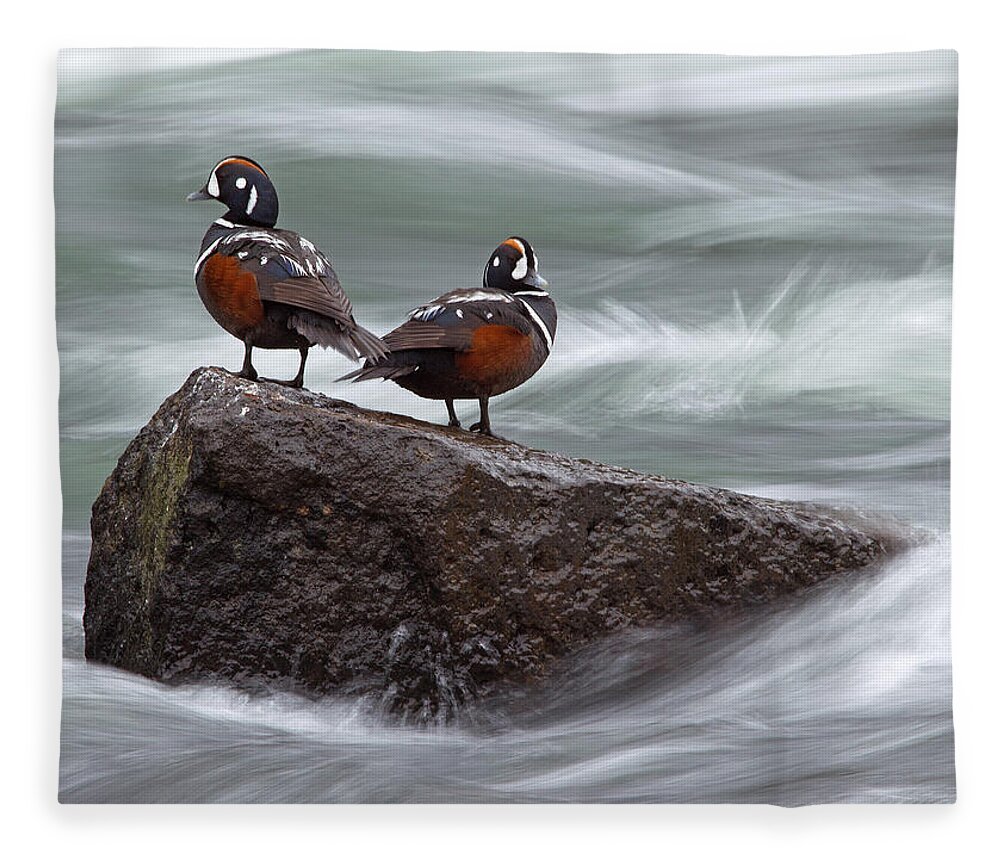Harlequin Duck Fleece Blanket featuring the photograph Harlequin Ducks at LeHardy Rapids by Max Waugh