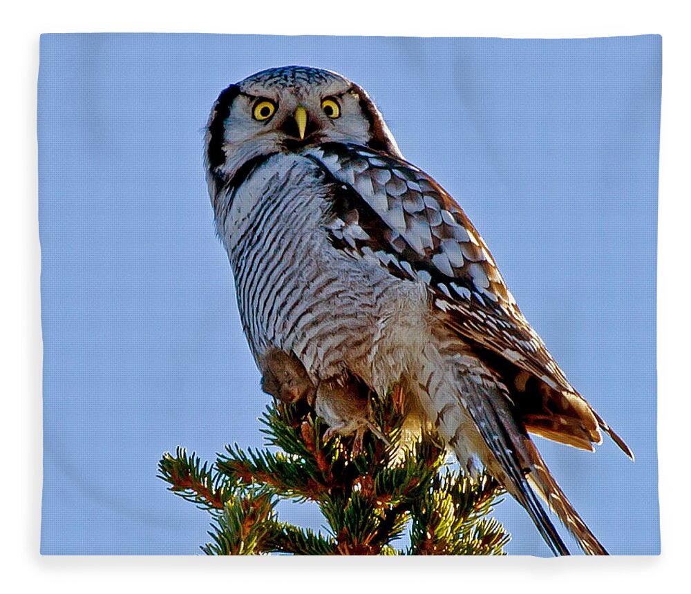 Hawk Owl Square Fleece Blanket featuring the photograph Hawk Owl square by Torbjorn Swenelius