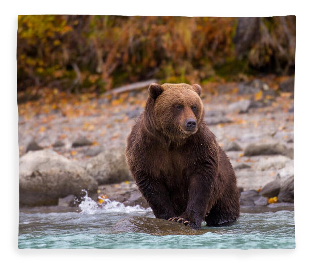 Bear Fleece Blanket featuring the photograph Headed In by Kevin Dietrich