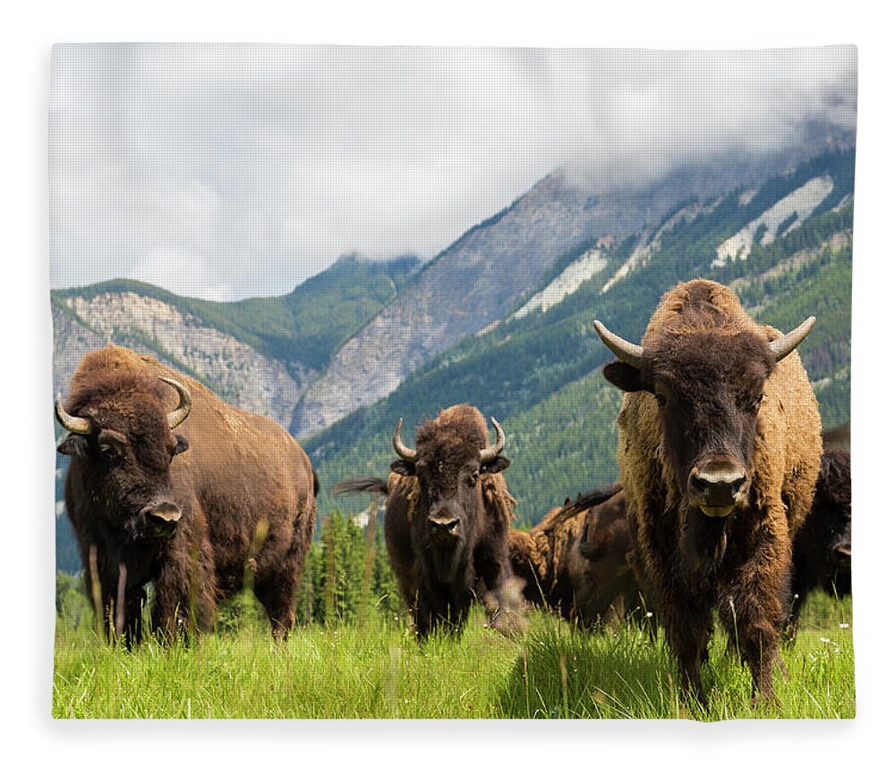 Horned Fleece Blanket featuring the photograph Herd Of Buffalo Or Bison, Alberta by Peter Adams