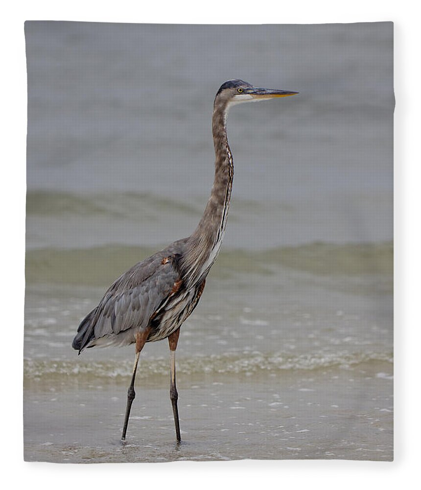 Great Blue Heron Fleece Blanket featuring the photograph Heron by Rick Kuperberg Sr