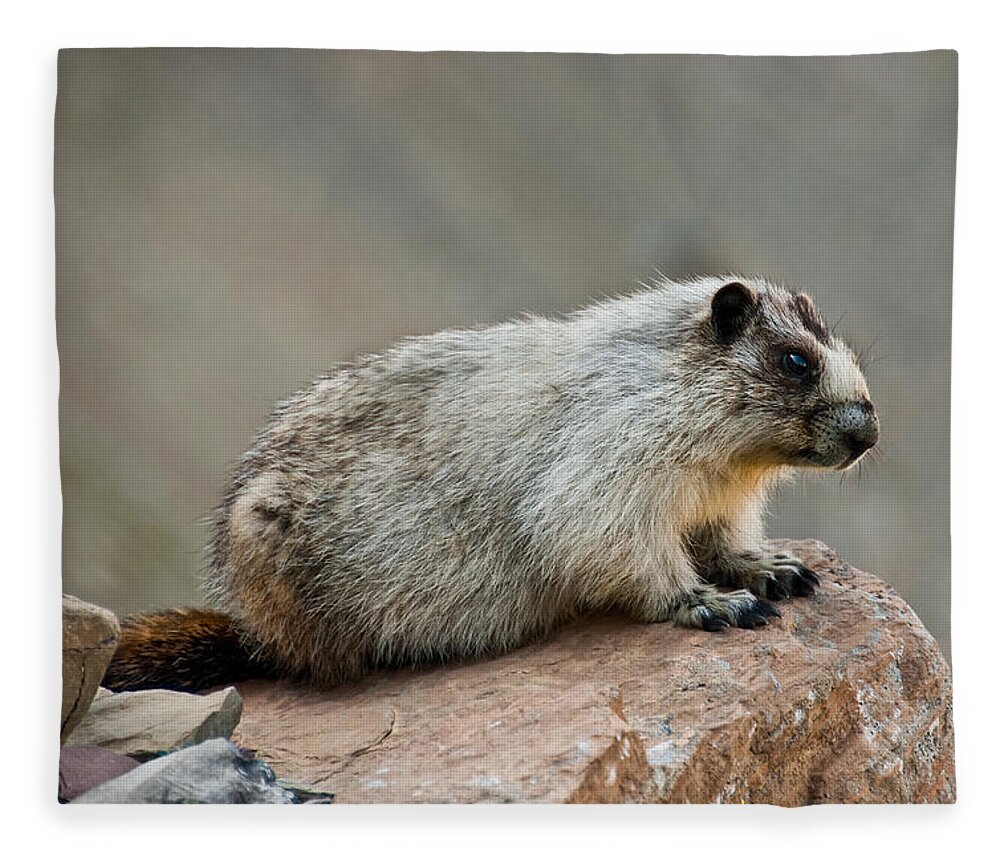 Animal Fleece Blanket featuring the photograph Hoary Marmot on a Boulder by Jeff Goulden