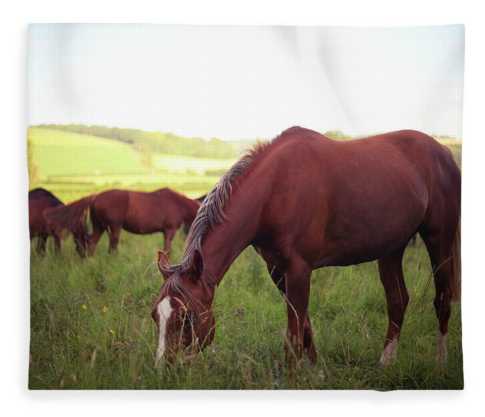 Horse Fleece Blanket featuring the photograph Horses Grazing by Olivia Bell Photography