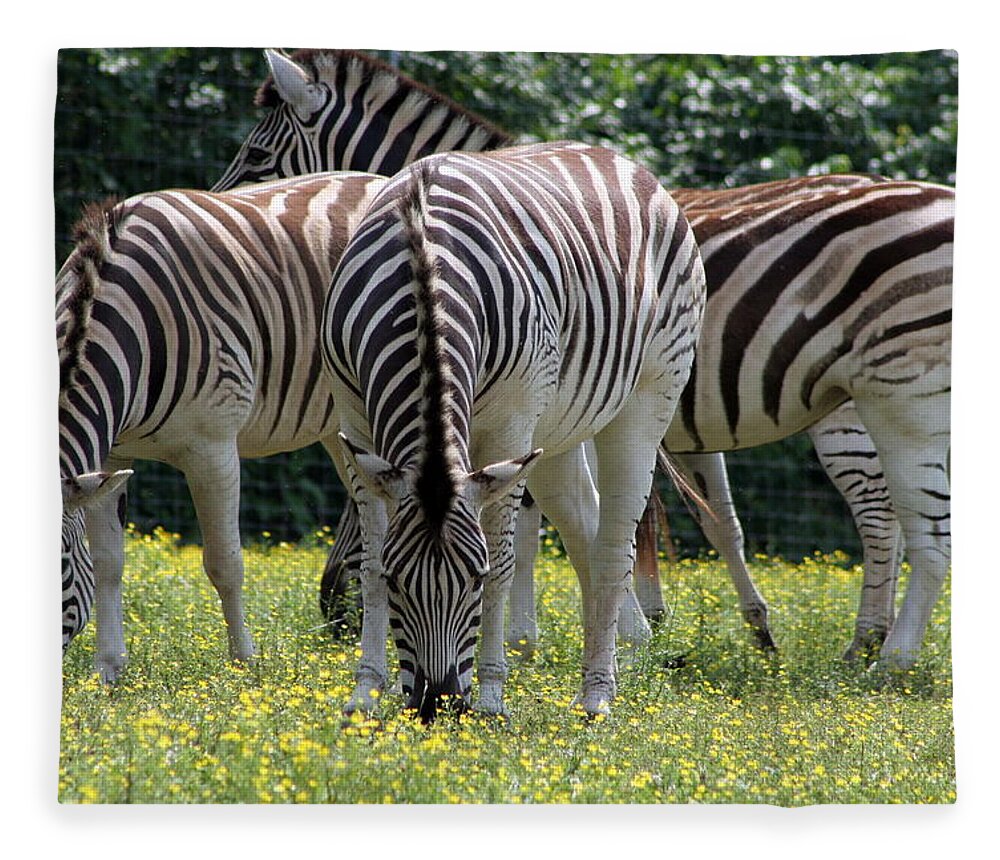 Zebra Fleece Blanket featuring the photograph Four Zebras Grazing by Valerie Collins