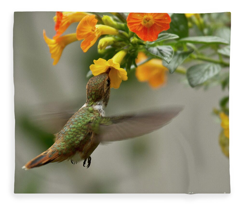 Bird Fleece Blanket featuring the photograph Hummingbird sips Nectar by Heiko Koehrer-Wagner