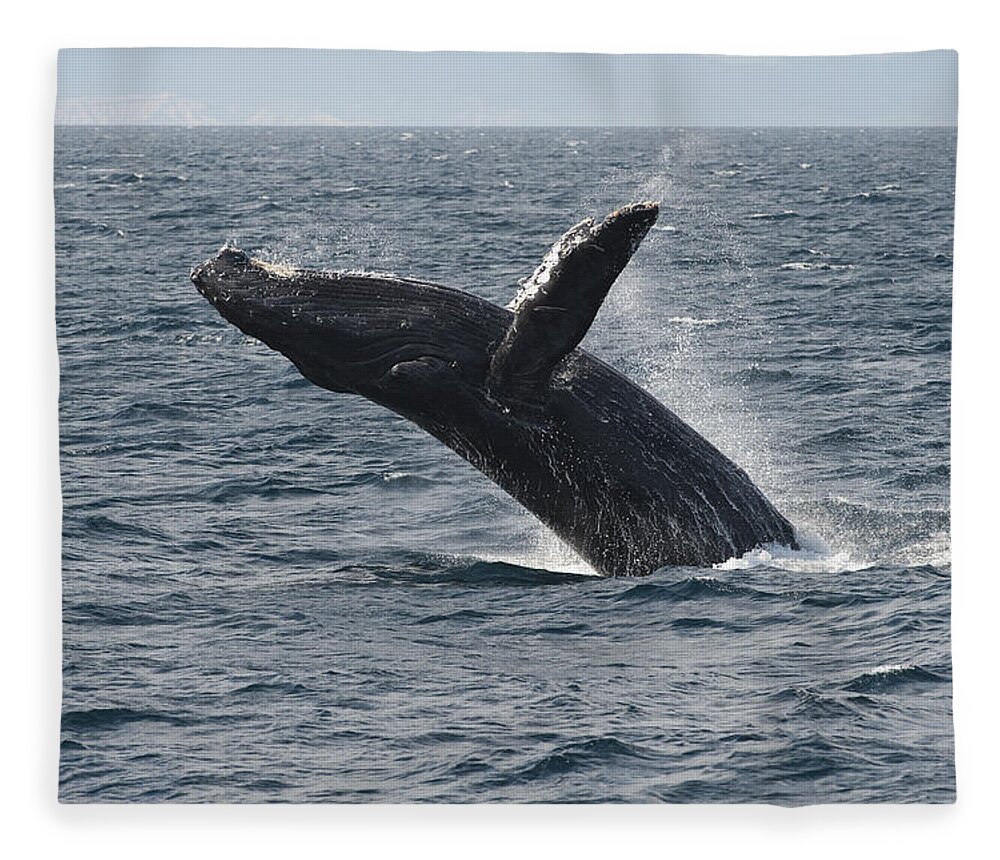 Feb0514 Fleece Blanket featuring the photograph Humpback Whale Breaching Baja by Flip Nicklin