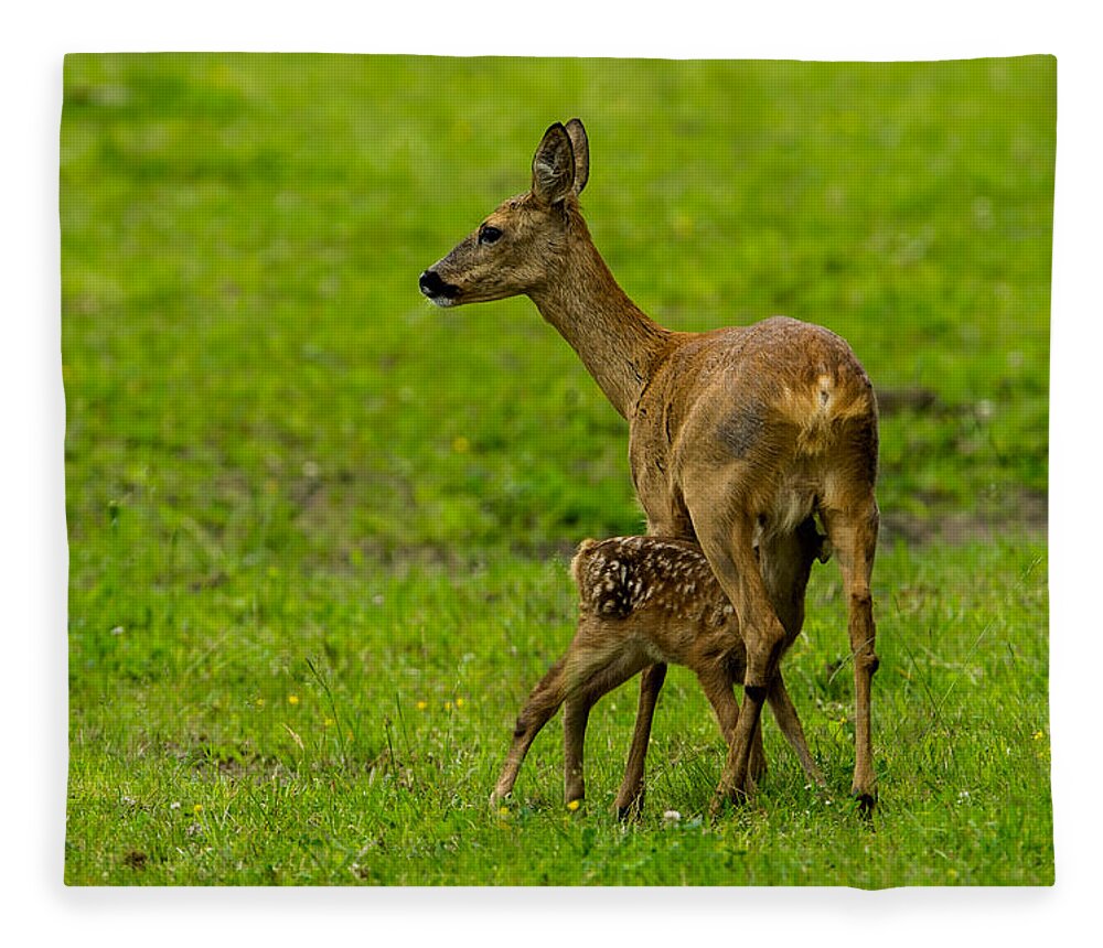Hungry Roe Deer Fawn Fleece Blanket featuring the photograph Hungry by Torbjorn Swenelius