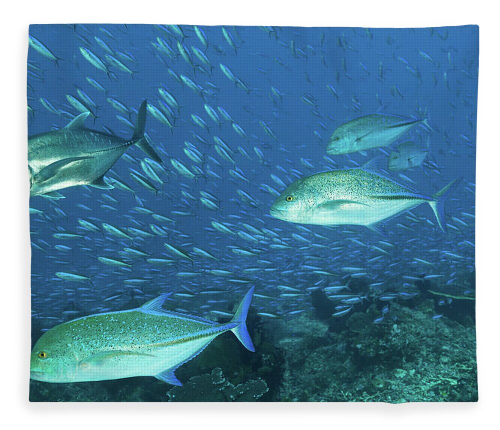 Hunting Giant Trevally And Bluefin Fleece Blanket by Ifish 