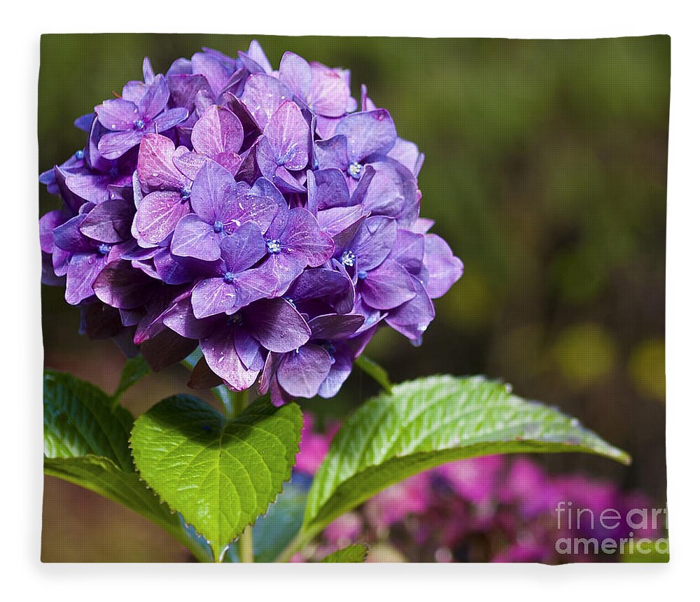 Hydrangea Fleece Blanket featuring the photograph Hydrangea by Belinda Greb