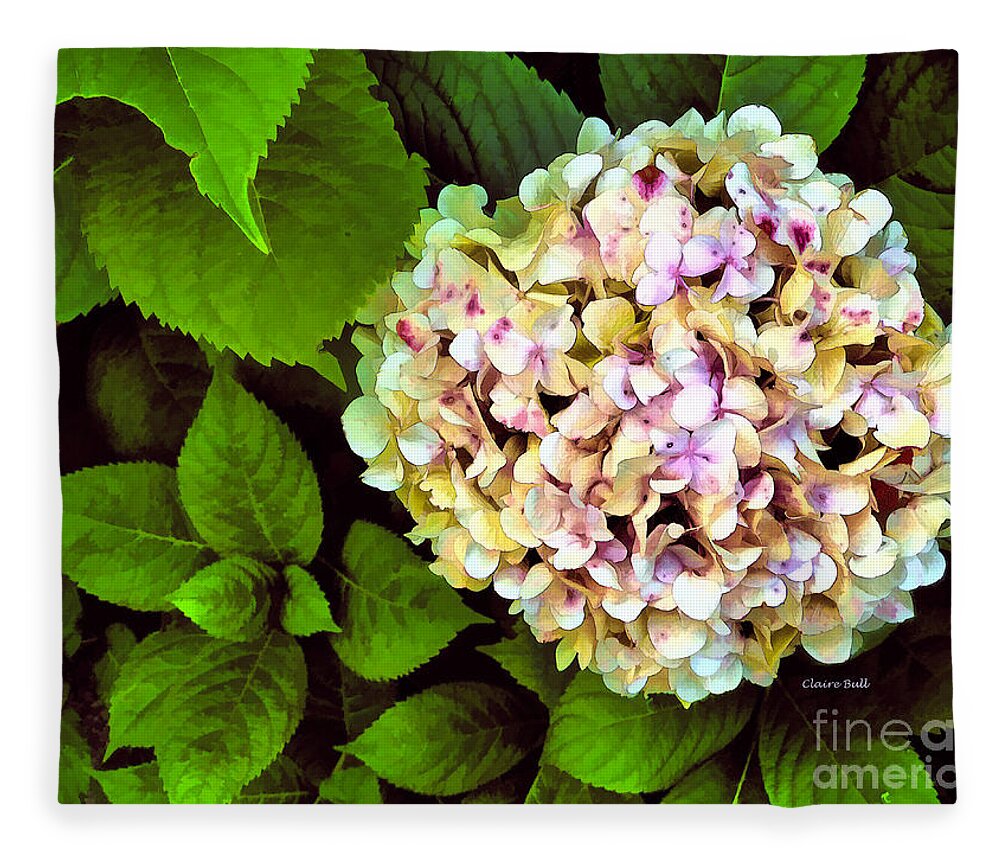 Hydrangea Fleece Blanket featuring the photograph Hydrangea by Claire Bull
