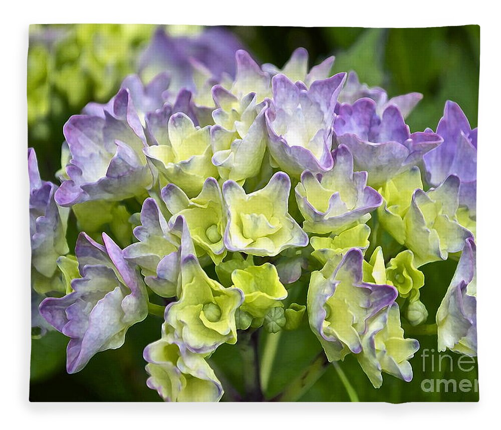 Hydrangea Fleece Blanket featuring the photograph Hydrangeas Galore by Gwyn Newcombe