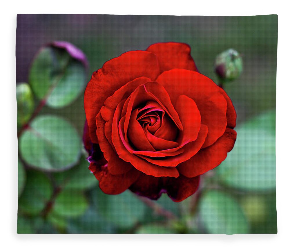 Bud Fleece Blanket featuring the photograph Hypnotic Red by Annfrau
