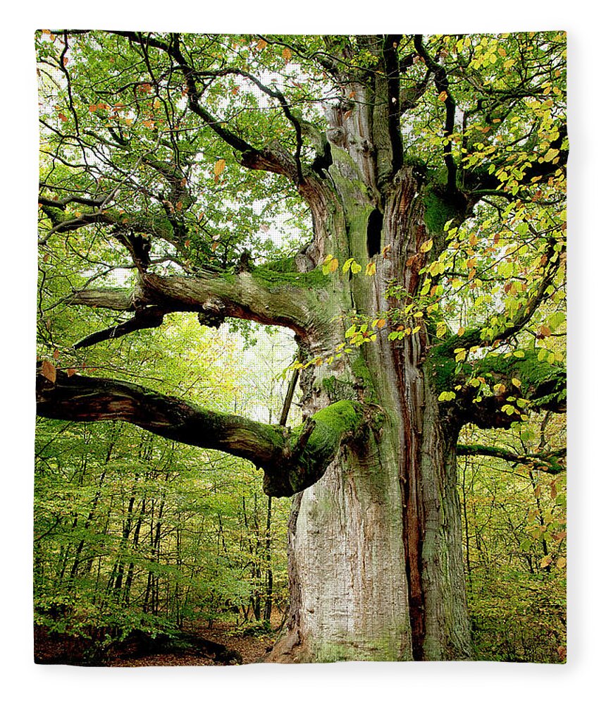 Oak Fleece Blanket featuring the photograph I am nearly 1000 years old by Heiko Koehrer-Wagner