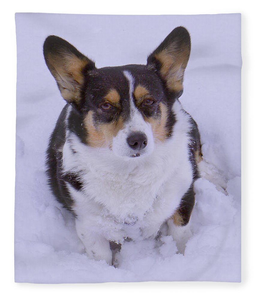 Corgi Fleece Blanket featuring the photograph I Do Not Like Snow by Mike McGlothlen