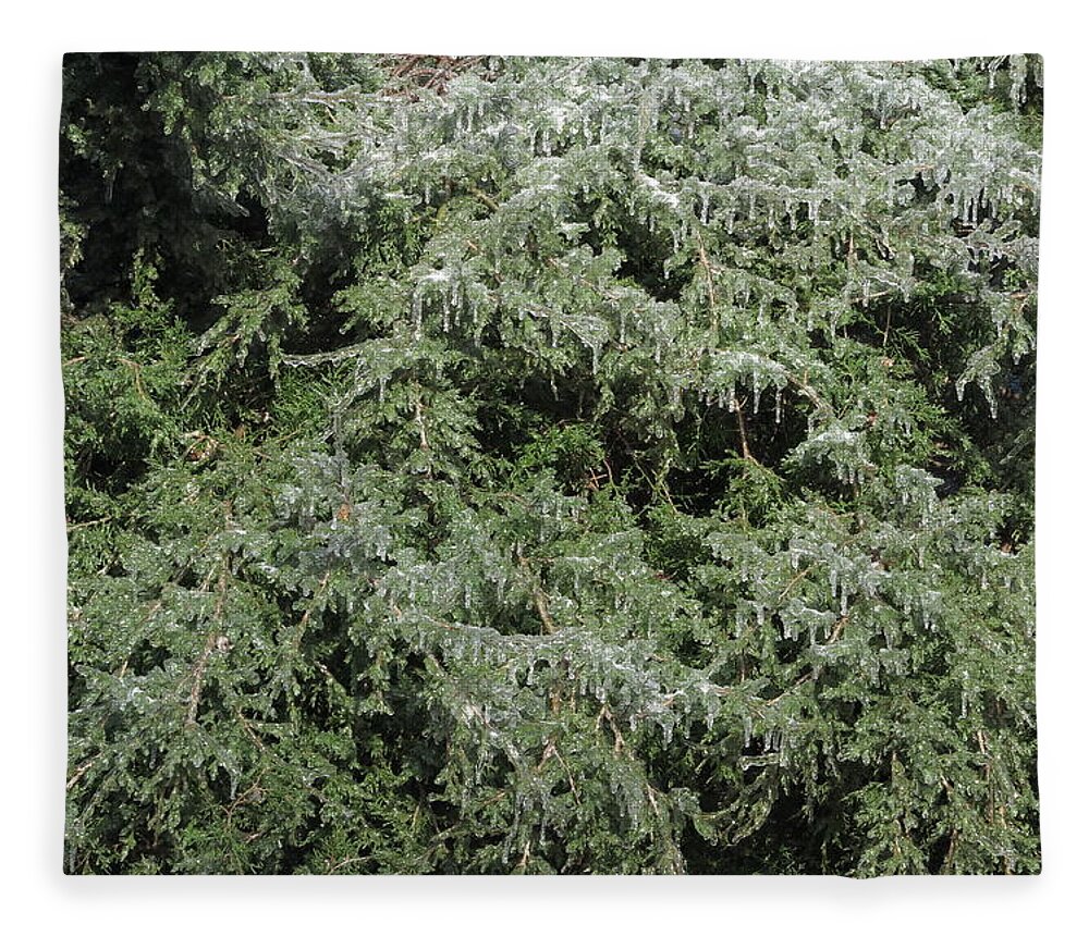 Ice Fleece Blanket featuring the photograph Ice On Eastern Red Cedar by Daniel Reed