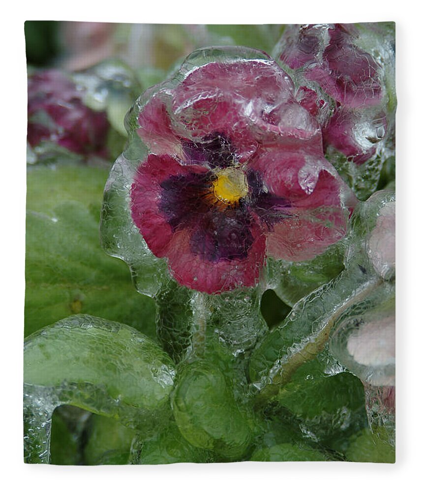 Flower Fleece Blanket featuring the photograph Iced Purple Pansy by Wesley Elsberry