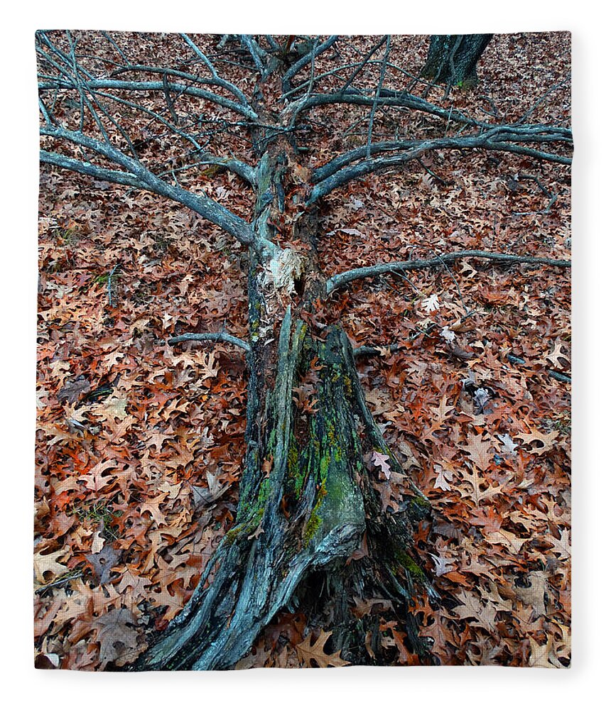 Tree Fleece Blanket featuring the photograph If a Tree Falls in the Woods by David T Wilkinson