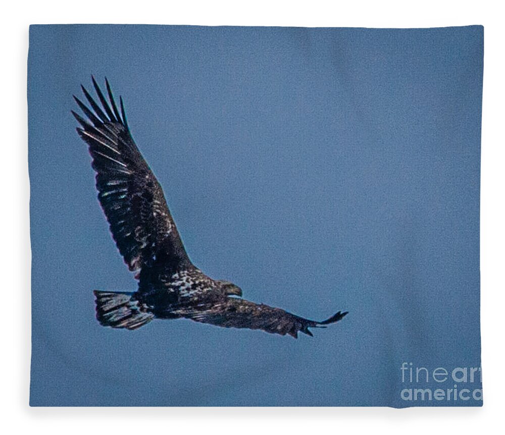 Bald Eagle Fleece Blanket featuring the photograph Immature Bald Eagle by Ronald Grogan