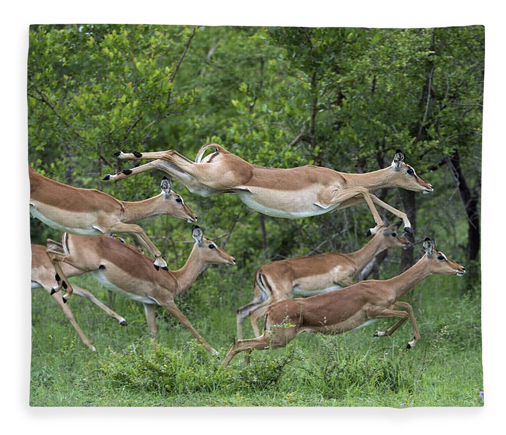 Sergey Gorshkov Fleece Blanket featuring the photograph Impala Herd Running Sabi-sands Game by Sergey Gorshkov
