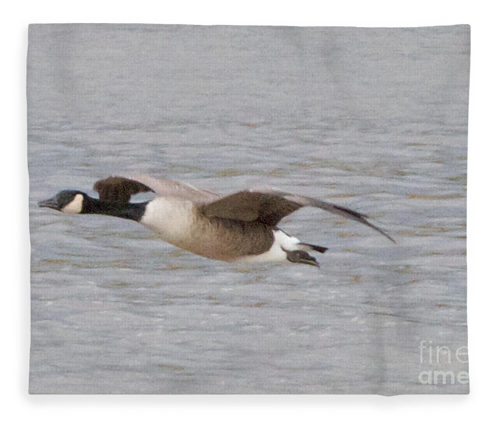 Canadian Geese Fleece Blanket featuring the photograph In Coming by William Norton