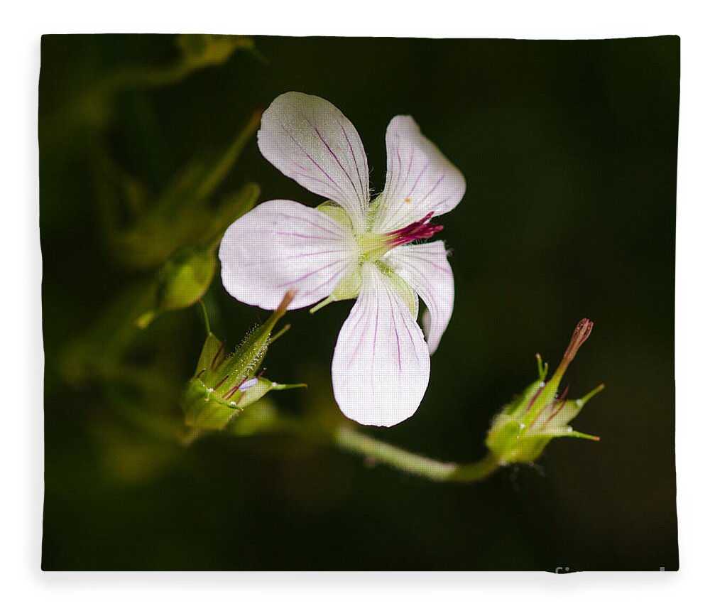 Macro Fleece Blanket featuring the photograph In The Limelight by Tamara Becker