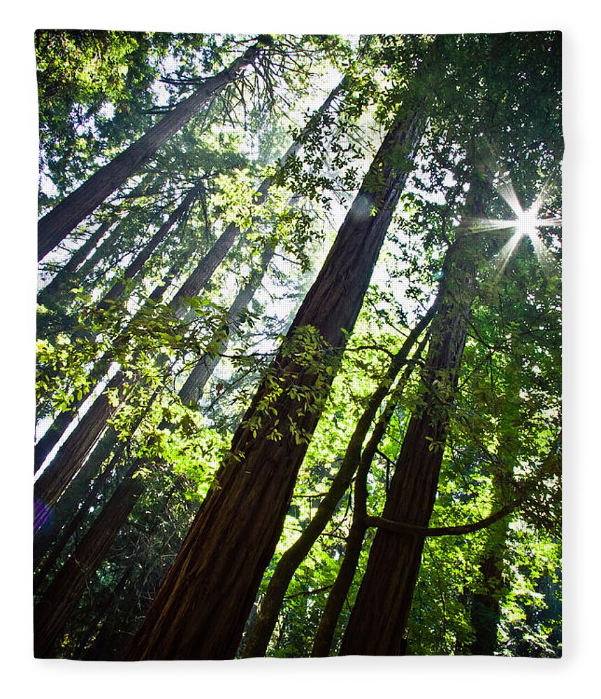 Trees Fleece Blanket featuring the photograph In The Woods by Ana V Ramirez