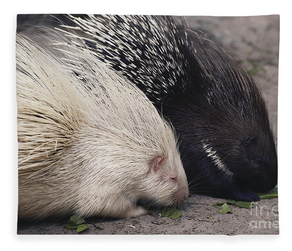 Nature Fleece Blanket featuring the photograph Indian-crested Porcupines Normal by Tom McHugh