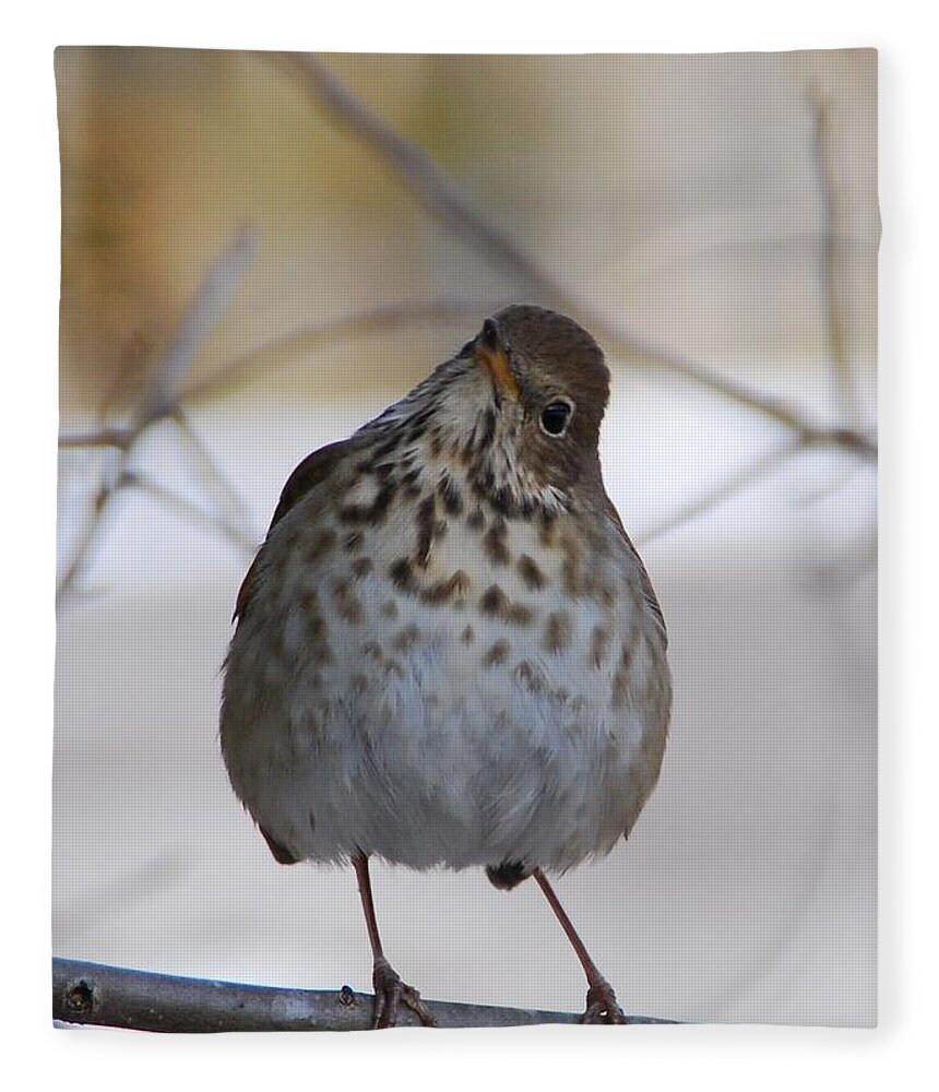 Hermit Thrush Fleece Blanket featuring the photograph Inquisitive Hermit Thrush by Cascade Colors