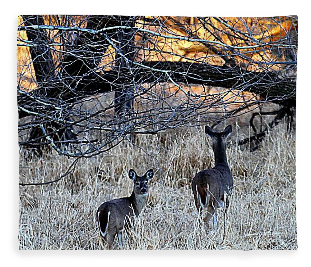 Deer Fleece Blanket featuring the photograph Into the Light by Elizabeth Winter