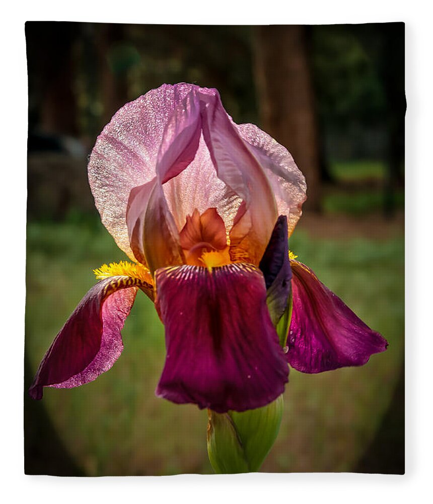 Flower Fleece Blanket featuring the photograph Iris In The Spotlight by Robert Bales