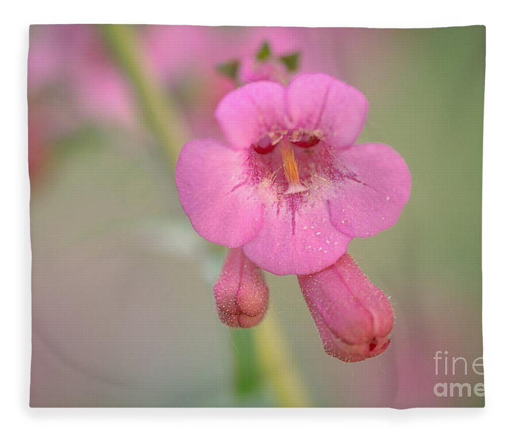 Penstemon Fleece Blanket featuring the photograph It's Pink by Tamara Becker