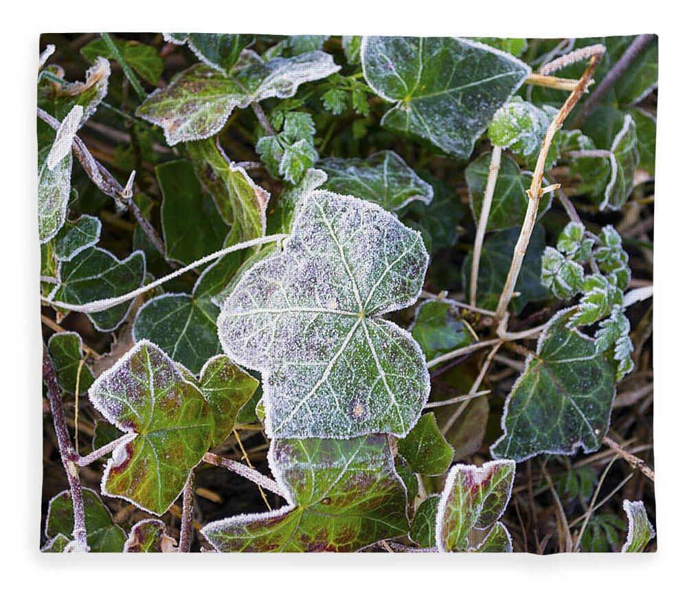 Ivy Fleece Blanket featuring the photograph Ivy leaves by Spikey Mouse Photography