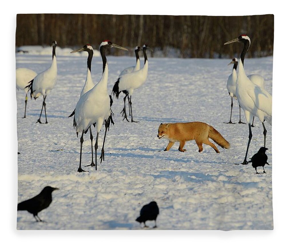 Hokkaido Fleece Blanket featuring the photograph Japanese Cranes And Red Fox In by Lucia Terui